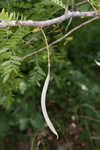 Honey locust